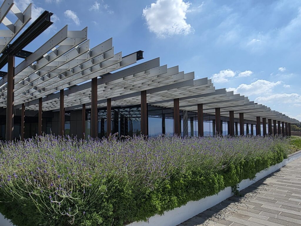Shading pergola and lavender beds outside Beit Shulamit